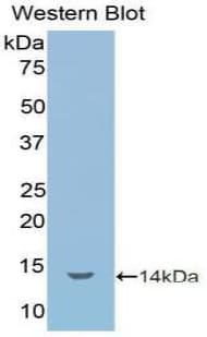 IL1R1 Antibody (aa226-318)