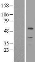 ZBTB8A Protein (Over-Expression Lysate Myc-DDK (Flag))