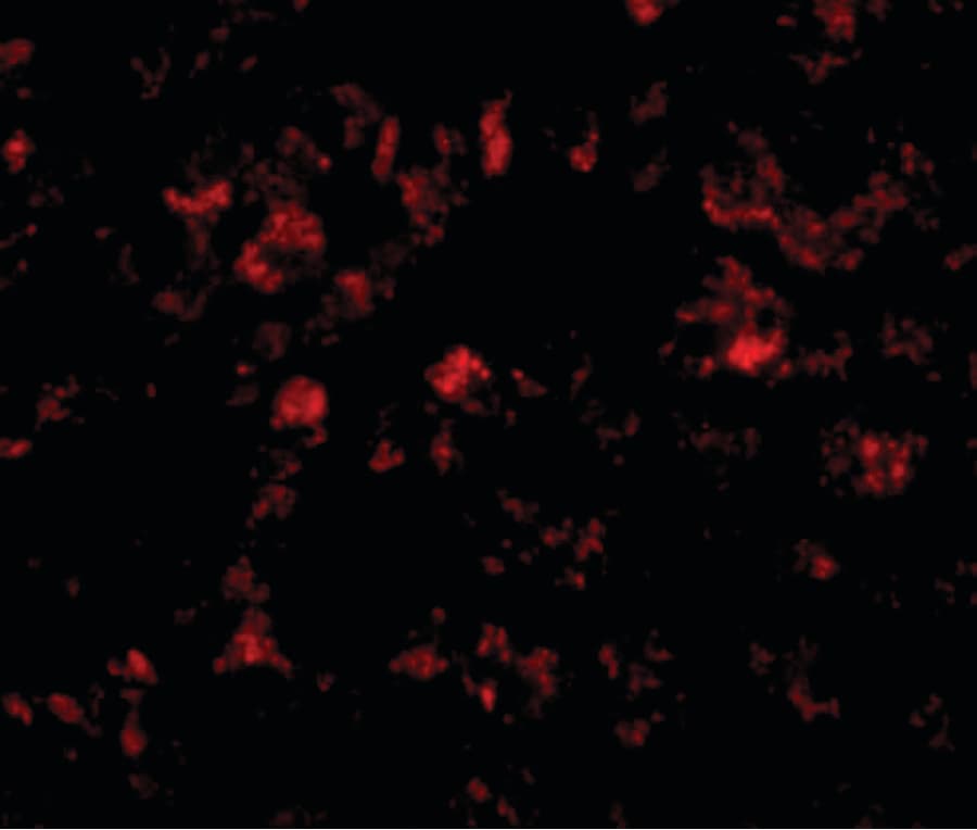 IHC-plus™ CTMP / THEM4 Antibody