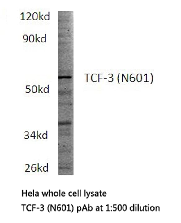 TCF3 / E2A Antibody (Asn601)