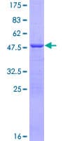 Human ATP5H Protein (Recombinant GST)