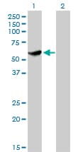 Monoclonal Mouse anti-Human CLK3 Antibody (clone 1F10, IHC, IF, WB)