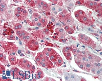 Monoclonal Mouse anti-Human MT3 / Metallothionein 3 Antibody (clone 3E8, IHC, WB)