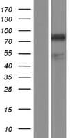 Human SEMA4A / Semaphorin 4A Protein (Over-Expression Lysate Myc-DDK (Flag))
