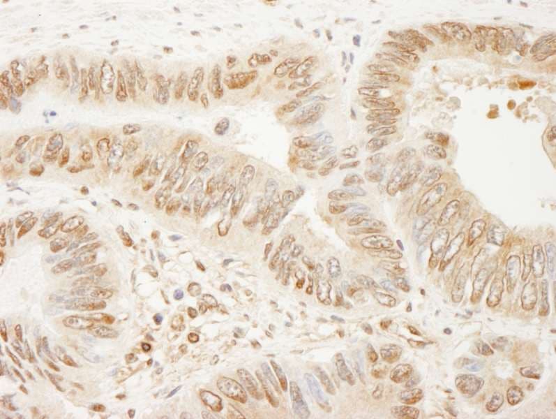 SSH3 Antibody (aa609-659)
