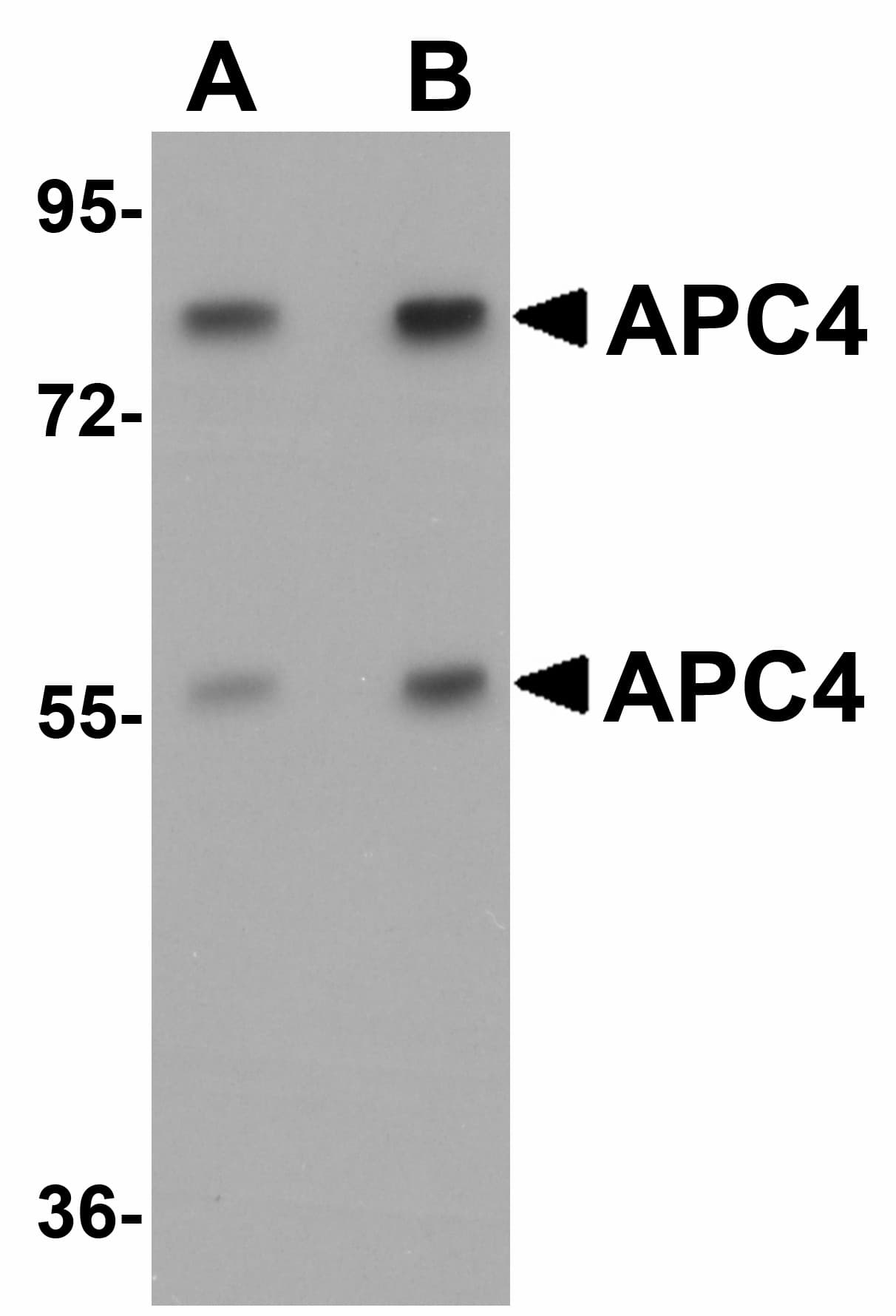 IHC-plus™ APC4 / ANAPC4 Antibody