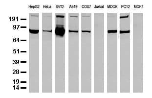 Monoclonal Mouse anti-Human ALDH1L1 Antibody (clone UMAB43, IHC, IF, WB)