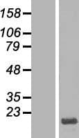 HMGN3 Protein (Over-Expression Lysate Myc-DDK (Flag))