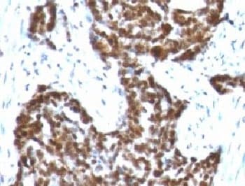 CCNB1 / Cyclin B1 Antibody (clone BCLB1-1, Azide-free, BSA-free)