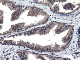 MLF1 Antibody (clone OTI2D6, Carrier-free)
