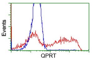 QPRT Antibody (clone OTI4B4)