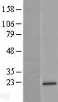 MRPL47 Protein (Over-Expression Lysate Myc-DDK (Flag))
