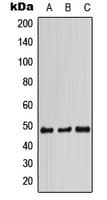 Polyclonal Rabbit anti-Human STAP2 Antibody (Internal, WB)