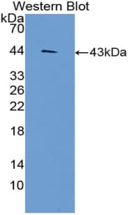 LD78 / CCL3L1 Antibody (aa1-93, Biotin)