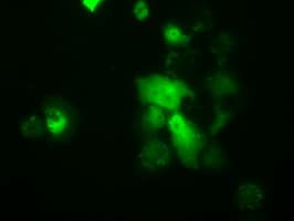 TTC32 Antibody (clone OTI3C2)