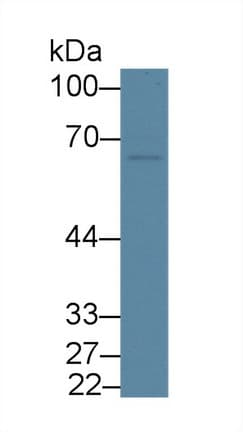 FRS2 Antibody (aa268-453)