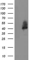 LRRC25 Antibody (clone 3.00E+04, Carrier-free)