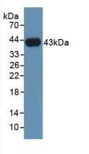 HSPA1A Antibody