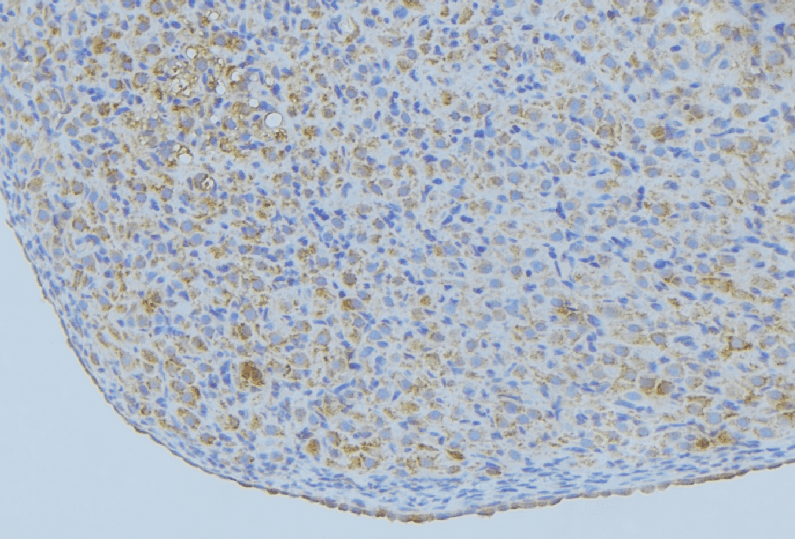 ENPP7 Antibody