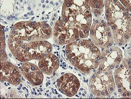 FTCD / 58K Golgi Protein Antibody (clone OTI1A7)