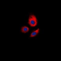 ERGIC3 Antibody (C-Terminus)