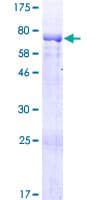 Human KAZN Protein (Recombinant GST)