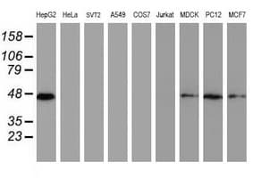 DPPA2 Antibody (clone OTI1G10)