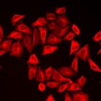 CALU / Calumenin Antibody