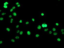 RAP74 / GTF2F1 Antibody (clone OTI1D5)