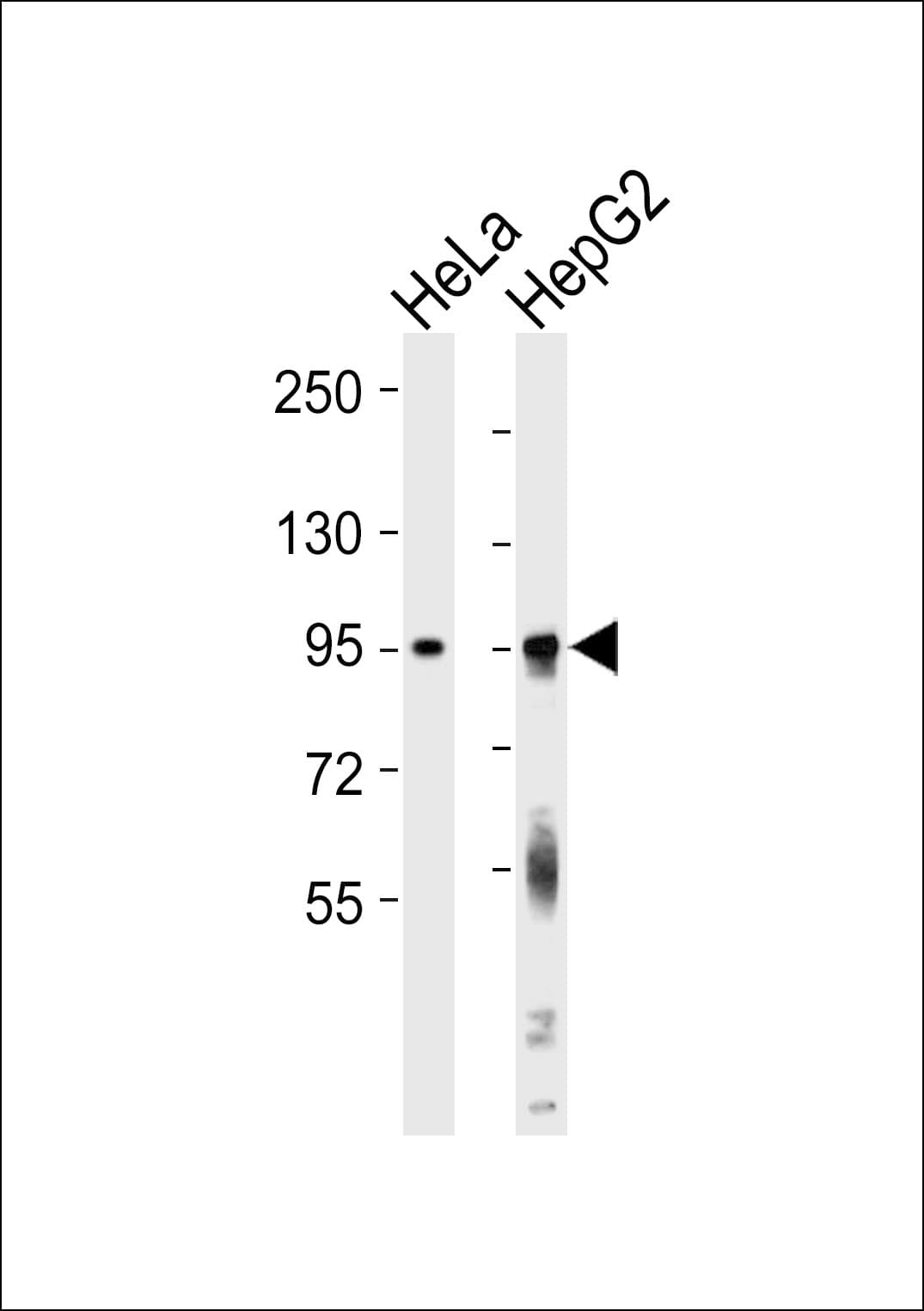 FXR2 Antibody