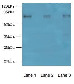 MIER2 Antibody