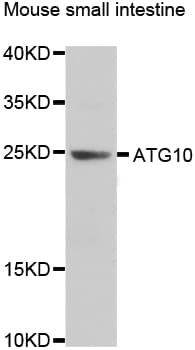 ATG10 Antibody