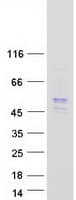 Human C6orf168 Protein (Recombinant Myc-DDK (Flag))