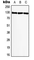 BMP2K / BIKE Antibody (Internal)
