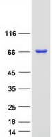 Human PTPN6 / SHP1 Protein (Recombinant Myc-DDK (Flag))
