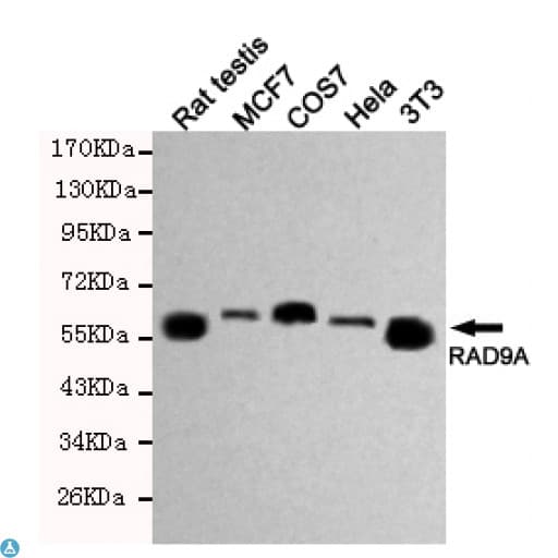 Monoclonal Mouse anti-Human RAD9A / RAD9 Antibody (WB)
