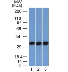 EPCAM Antibody (clone EGP40/1372, Azide-free, BSA-free)