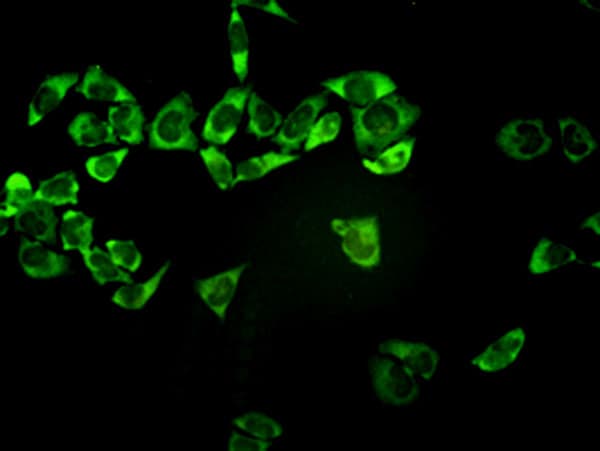 IHC-plus™ Monoclonal Mouse anti-Human PSMA7 Antibody (clone 1A10-3G12, IHC, IF, WB)