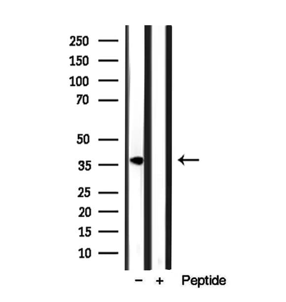 STOML2 Antibody