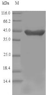 Mouse HAO1 Protein (Recombinant 6His, N-terminus)