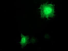 BIRC3 / cIAP2 Antibody (aa255-529, clone OTI1D12, Carrier-free)