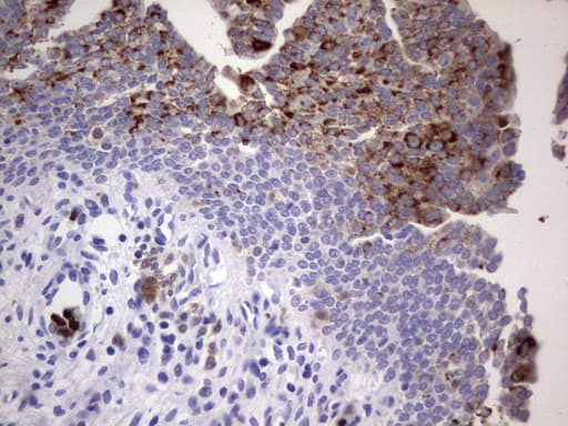 NRBF2 Antibody (clone OTI1A8)