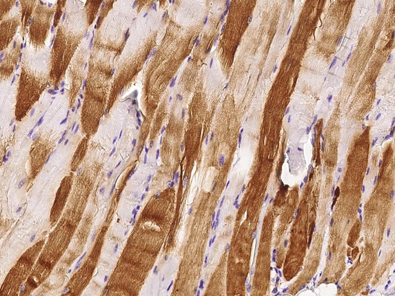 Polyclonal Rabbit anti-Mouse TNNC1 / Cardiac Troponin C Antibody (Preservative Free, IHC)