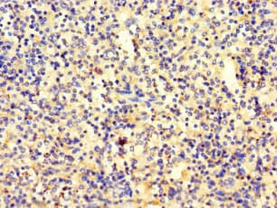 SRP19 Antibody