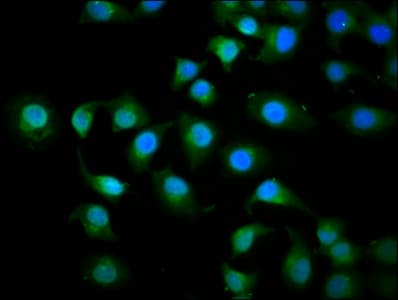 KIF3C Antibody