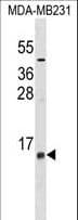 LST1 Antibody (aa19-47)