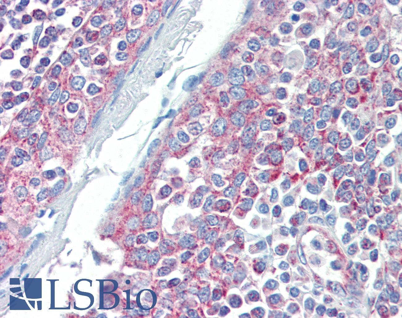 IHC-plus™ DIABLO / SMAC Antibody (clone 79-1-83)