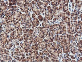RNPEP Antibody (clone OTI2G3)