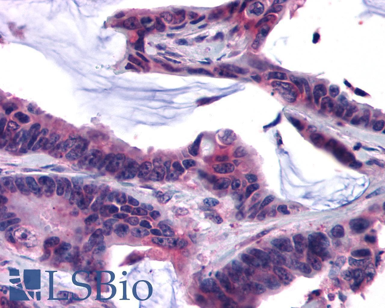 PathPlus™ Polyclonal Rabbit anti-Human GPRC5C Antibody (C-Terminus, IHC)