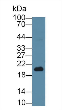 Substance K / Neurokinin A Antibody (Biotin)